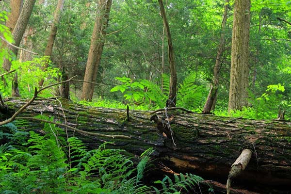 chene et hêtre dans une forêt
