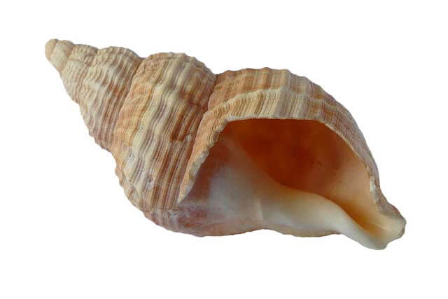 coquillage en forme de spirale