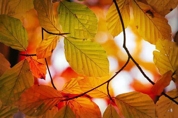 feuilles de hêtre